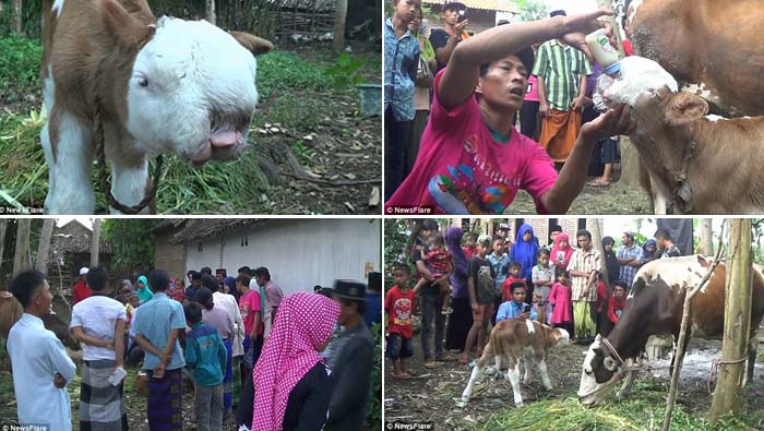 Anak Sapi Aneh dari Probolinggo, Tampangnya Mirip Kucing Persia Gegerkan Dunia